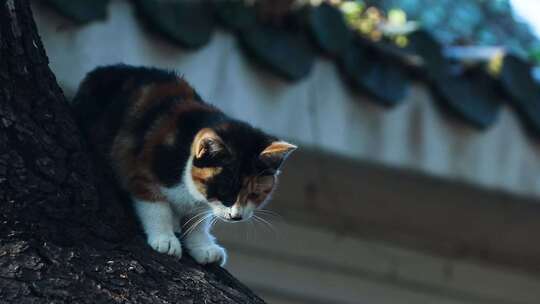 树上的两只小猫 小花猫 2