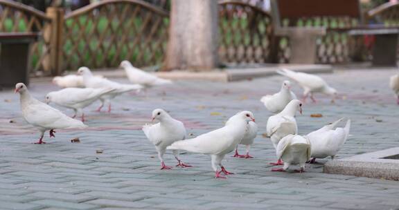 武汉历史名园中山公园里的鸽子