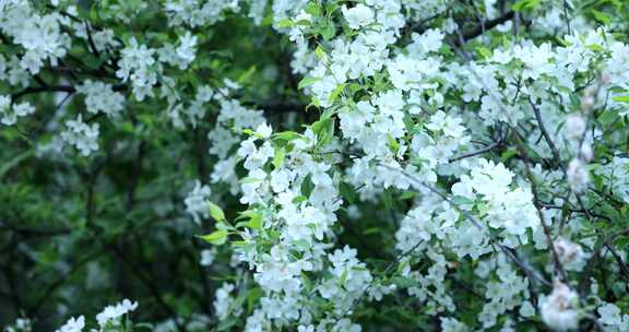 大兴安岭野生植物：山荆子花