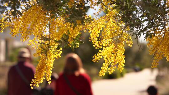 开着黄色花朵的树木