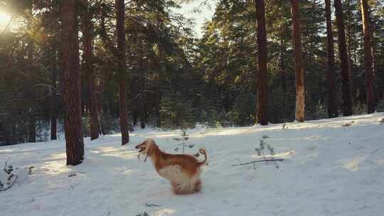 女人，狗，阿富汗猎犬，宠物