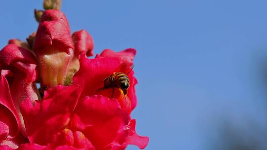 春暖花开蜜蜂采蜜