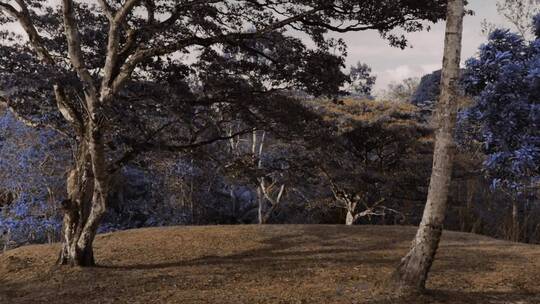 在森林里_袖珍相机拍到了青花树的一根树枝_