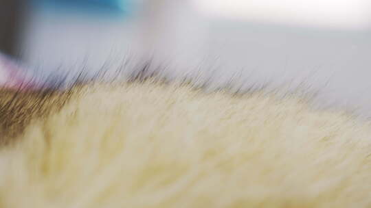 猫毛特写，毛发竖起来。敏锐的焦点在猫身上