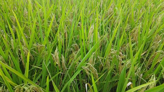 航拍秋收金黄稻田水稻农业种植