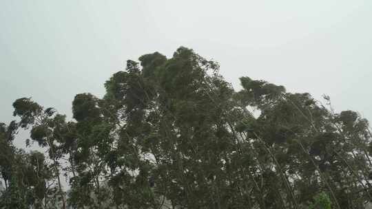 台风森林狂风暴雨风吹树林风吹雨打树木下雨