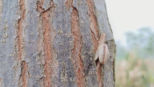 趴在树上的蜗牛
