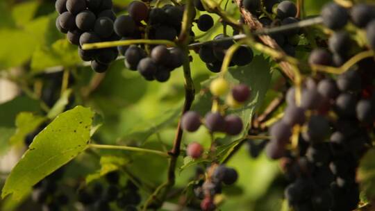 成熟的葡萄挂满枝条
