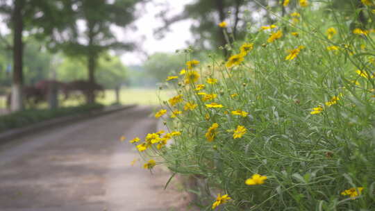 户外野花 山野 野菊花 花海