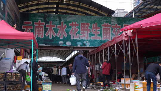 云南水木花野生菌交易市场