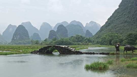 水边石拱桥旁的水牛和戴帽农民