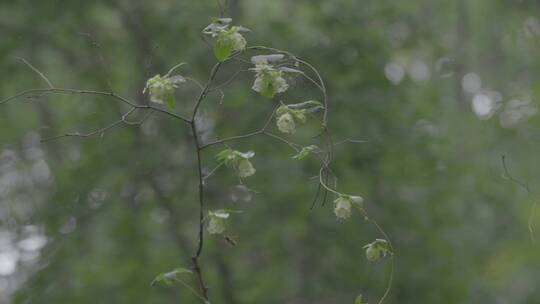 雨后唯美风铃花LOG素材