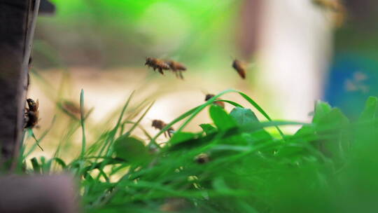 养蜂场蜂群飞舞慢镜头