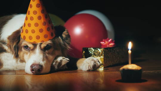一只可爱的生日狗戴着帽子的肖像