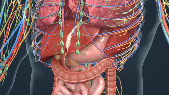 3D医学人体解剖肺脏肝胆心脏肠胃人体奥秘视频素材模板下载