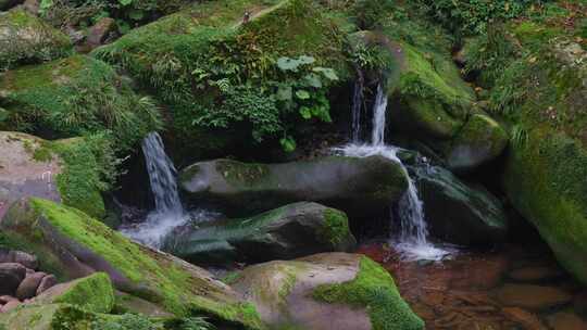 水流流水青苔鸟