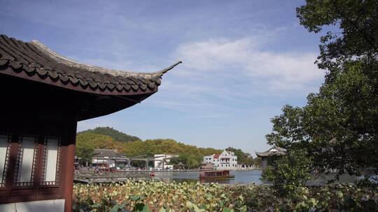 杭州西湖景区曲院风荷风景