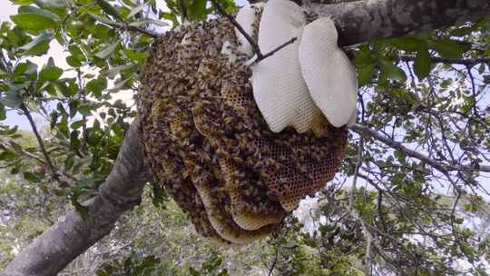 野外蜂巢蜜蜂野蜂