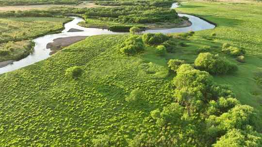 呼伦贝尔自然风光河流湿地夏日晨景