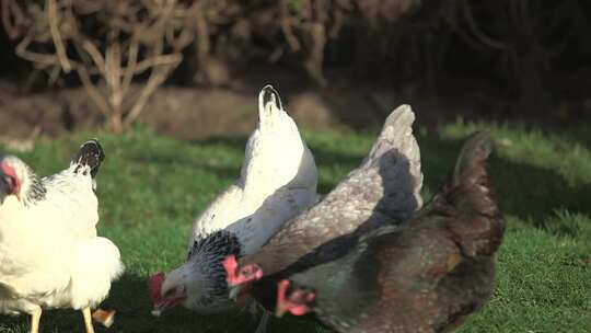 养鸡 养鸡场 农场鸡 散养鸡 养殖鸡视频素材模板下载