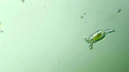 生命科学纪录片素材，显微镜下的生物，轮虫11