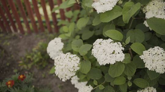 花园里盛开着绣球花的白色花朵。