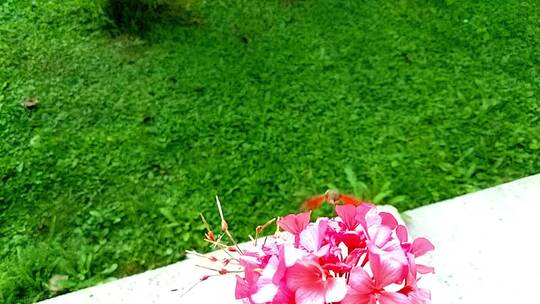蜂鸟在绣球花上采蜜