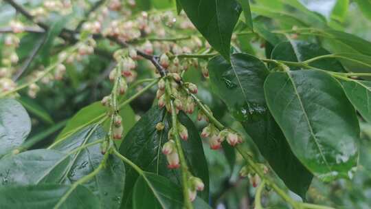 雨后鲜花上的水滴实拍