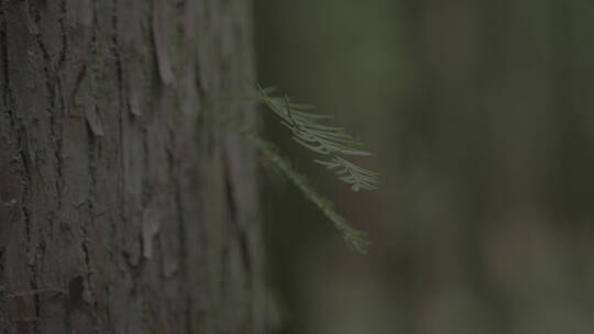 上海公园水杉林