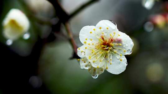 春天下雨天梅花花朵上的雨水雨滴雨珠