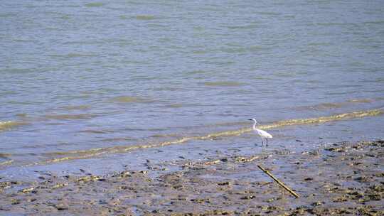 4K升格实拍海边退潮滩涂觅食的野生海鸟