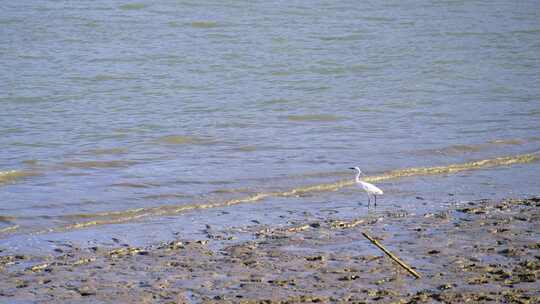 4K升格实拍海边退潮滩涂觅食的野生海鸟视频素材模板下载