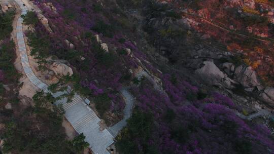 航拍大珠山杜鹃花开