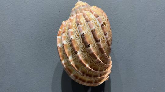 唯美海螺贝壳