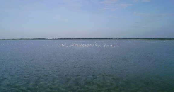 飞向盐湖上的一群火烈鸟