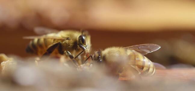 蜂巢的两个蜜蜂特写