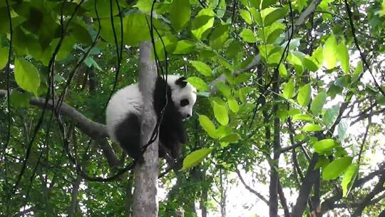树上的熊猫视频素材模板下载