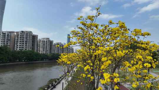 中国广东省广州市海珠区磨碟沙黄花风铃