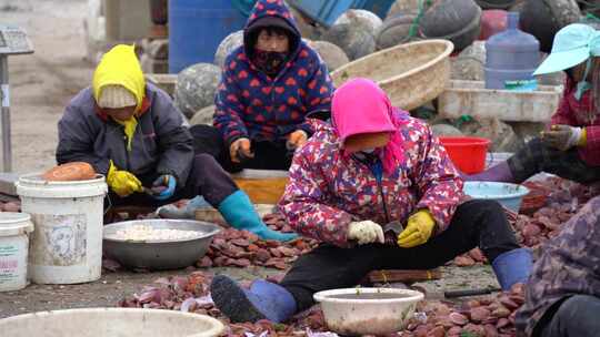 山东威海小石岛渔港扒扇贝肉的渔民
