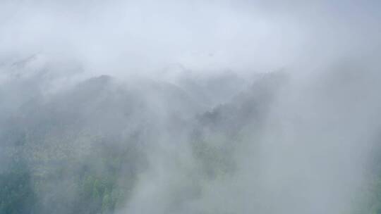 云雾缭绕的高山森林