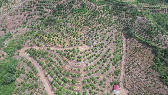 山川丘陵水果种植水果基地航拍