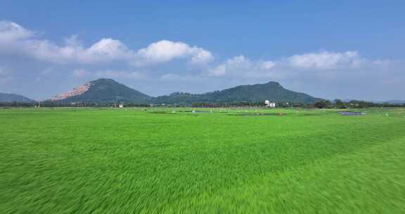 海南水稻农田航拍