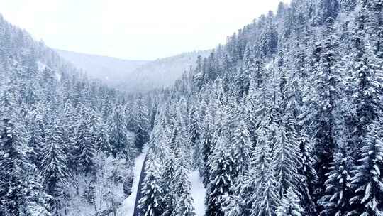 山地雪山常绿乔木冬季空中景观