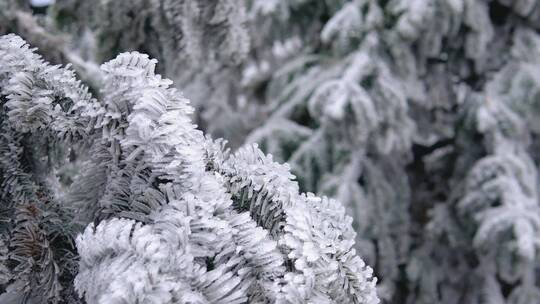 唯美白芒冰雪中结成冰霜的树枝空镜