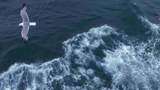 海鸥飞在海面上