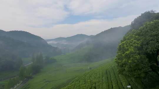 杭州梅家坞西湖龙井茶园云雾航拍（含延时）