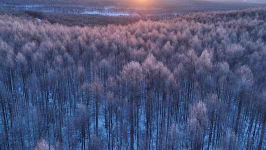 航拍林海雪原雾凇暖阳
