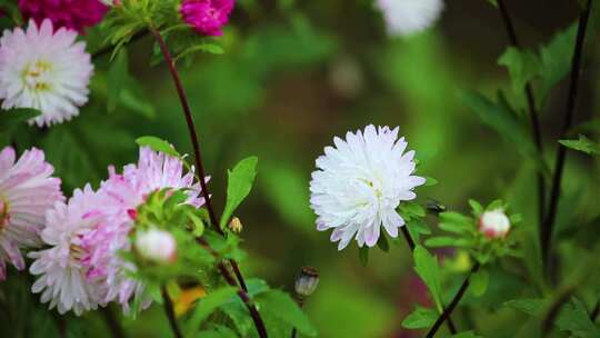 盛开翠菊