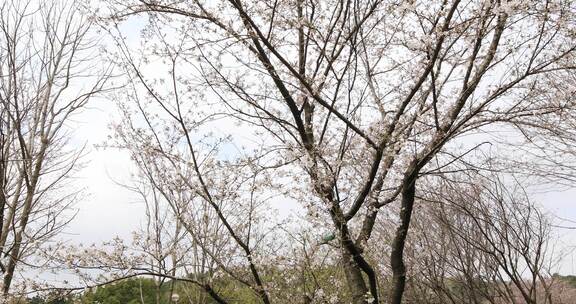 春天成片的樱花林樱花开放苏州樱野景区风光