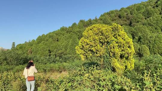 济南龙洞风景区，粉黛乱子草花海秋景迷人